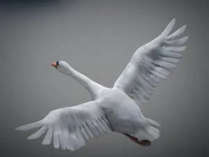 Animated swan 3D Model