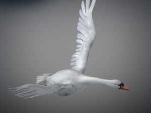 animated swan 3D Model