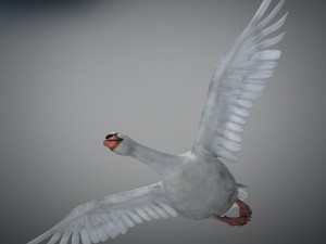 animated swan 3D Model