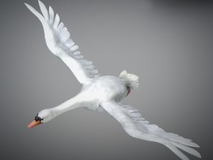 animated swan 3D Model