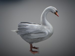 animated swan 3D Model