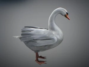 Animated swan 3D Model