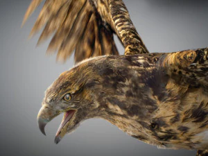 Animowany jastrząb Model 3D