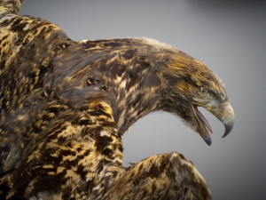 Animated hawk 3D 모델