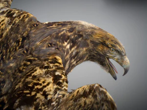 Animowany jastrząb Model 3D