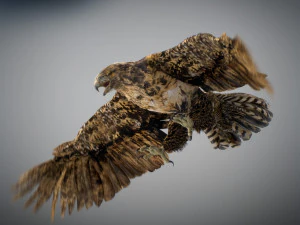 Animowany jastrząb Model 3D