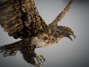 Animowany jastrząb Model 3D