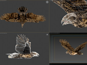 Animated hawk 3D 모델
