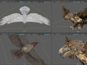 Animowany jastrząb Model 3D