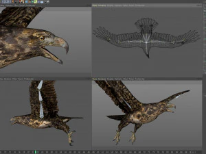 Animowany jastrząb Model 3D
