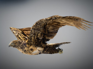 Animated hawk 3D 모델