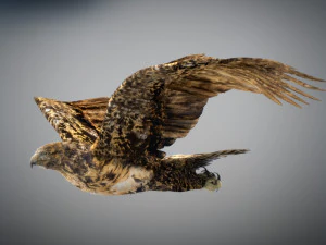 Animowany jastrząb Model 3D