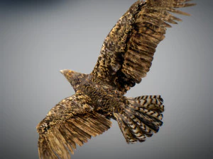 Animowany jastrząb Model 3D