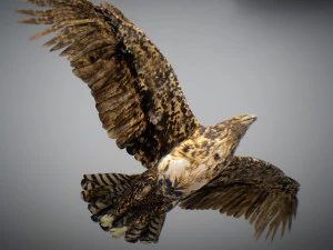 Animowany jastrząb Model 3D