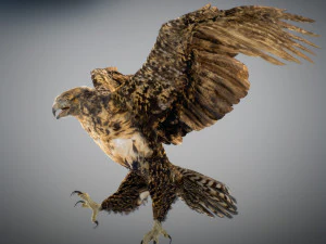 Animowany jastrząb Model 3D