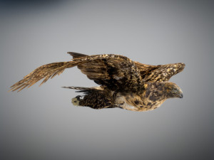 Animated hawk 3D 모델