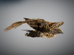 Animowany jastrząb Model 3D