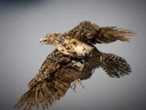 Animowany jastrząb Model 3D