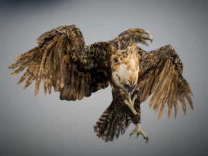 Animowany jastrząb Model 3D