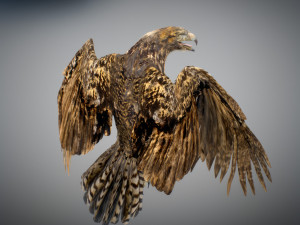 Animated hawk 3D 모델