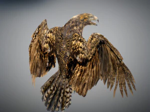 Animowany jastrząb Model 3D