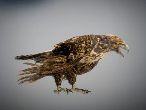 Animowany jastrząb Model 3D