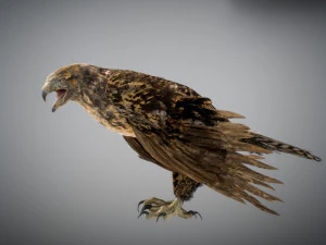 Animowany jastrząb Model 3D