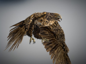 Animated hawk 3D 모델