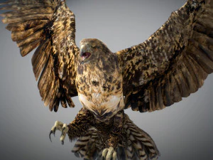 Animowany jastrząb Model 3D