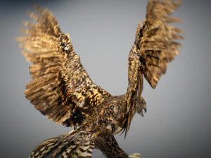 Animowany jastrząb Model 3D