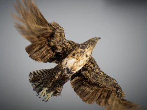 Animowany jastrząb Model 3D