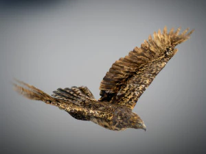 Animowany jastrząb Model 3D