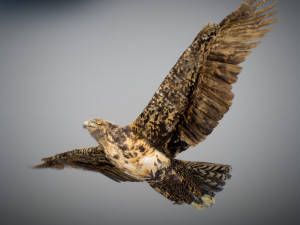 Animated hawk 3D 모델