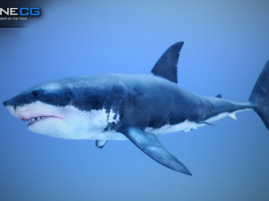 great white shark v2 unity 3D-Modell