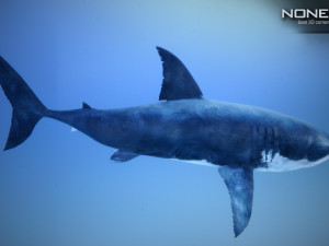 great white shark v2 unity 3D-Modell