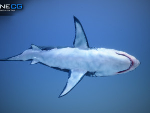 great white shark v2 unity 3D-Modell