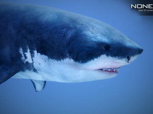great white shark v2 unity 3D-Modell