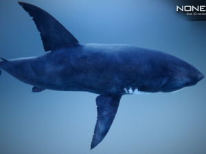 great white shark v2 unity 3D-Modell