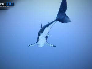 great white shark v2 unity 3D-Modell