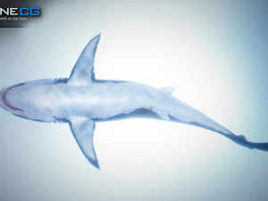 great white shark v2 unity 3D-Modell
