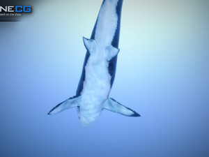 great white shark v2 unity 3D-Modell
