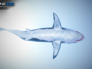 great white shark v2 unity 3D-Modell