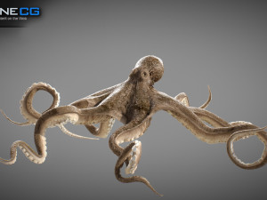 Animated octopus v2 3D Model