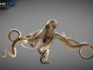 Gurita animasi v2 Model 3D