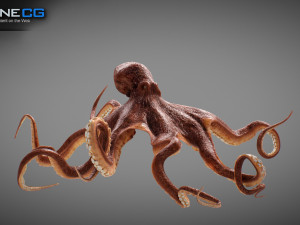 Animated octopus v2 3D Model