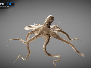 Animated octopus v2 3D Model
