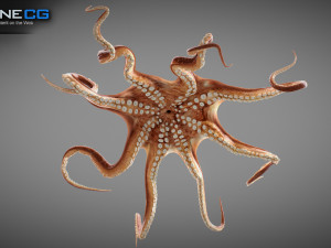 Animated octopus v2 3D Model