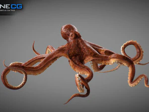 Gurita animasi v2 Model 3D