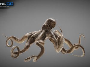Animated octopus v2 3D Model