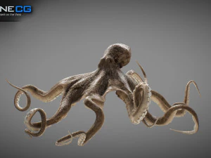 Gurita animasi v2 Model 3D